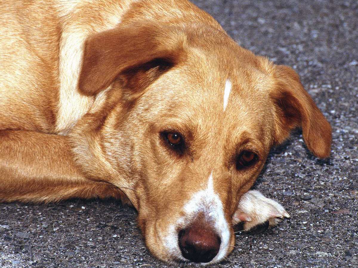 Auch Ihre Vierbeiner sind bei uns herzlich willkommen. Wenn Sie mal